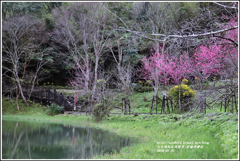 碧赫潭櫻花-2018-01-33.jpg