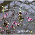 碧赫潭櫻花-2018-01-34.jpg