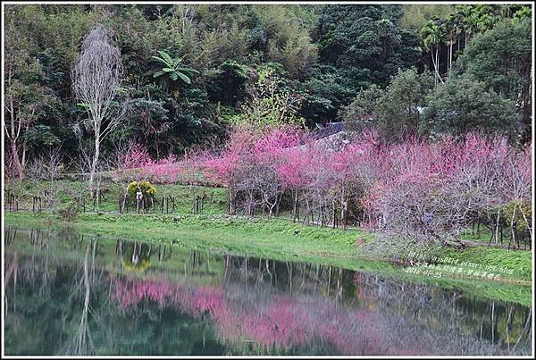 碧赫潭櫻花-2018-01-40.jpg