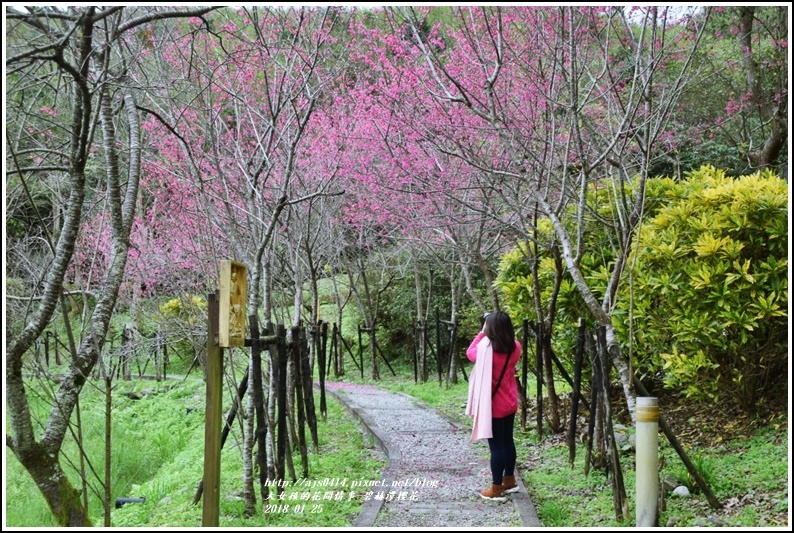 碧赫潭櫻花-2018-01-49.jpg