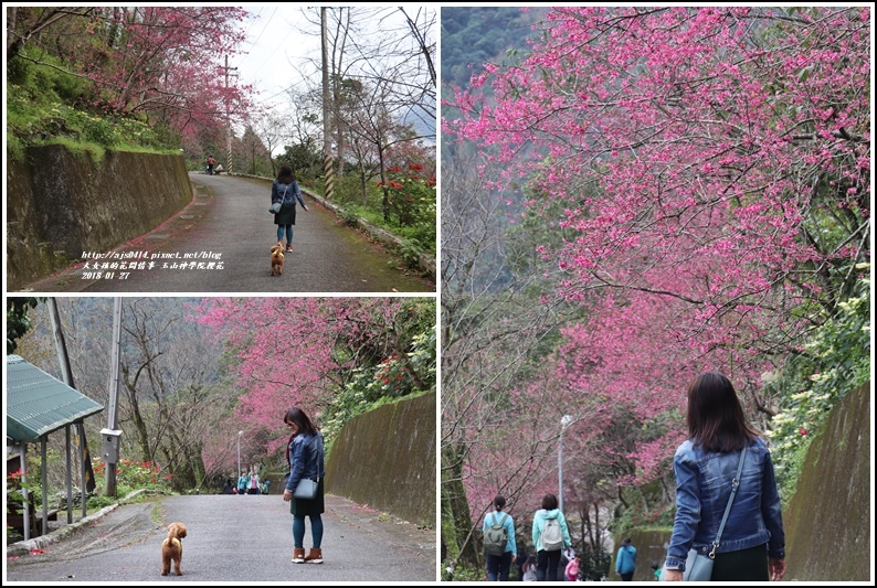 玉山神學院櫻花-2018-01-13.jpg