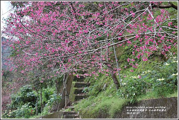玉山神學院櫻花-2018-01-14.jpg