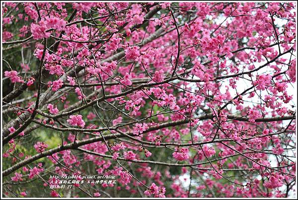 玉山神學院櫻花-2018-01-15.jpg