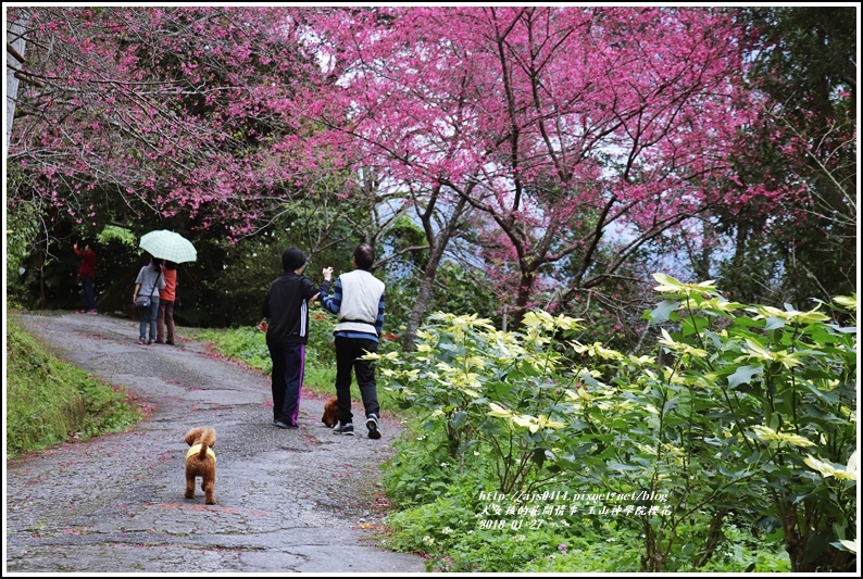 玉山神學院櫻花-2018-01-17.jpg