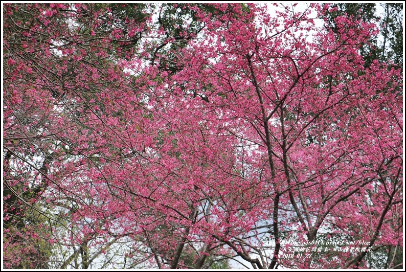 玉山神學院櫻花-2018-01-22.jpg