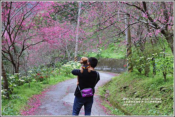 玉山神學院櫻花-2018-01-25.jpg