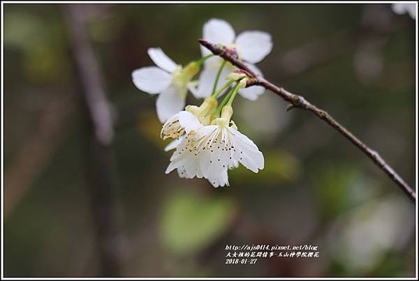 玉山神學院櫻花-2018-01-36.jpg