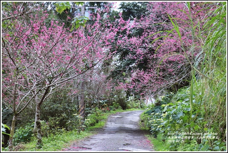 玉山神學院櫻花-2018-01-37.jpg