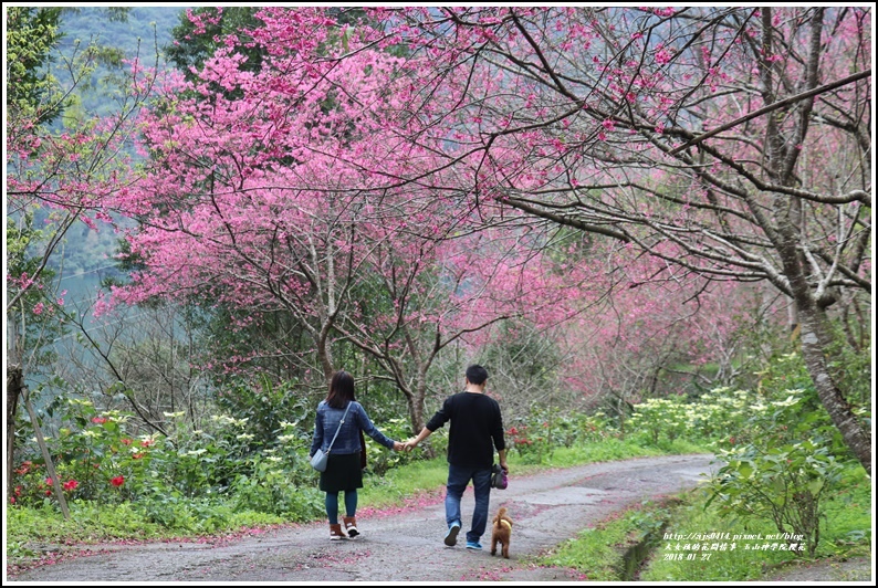 玉山神學院櫻花-2018-01-48.jpg