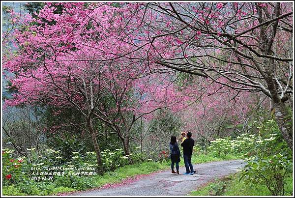 玉山神學院櫻花-2018-01-51.jpg