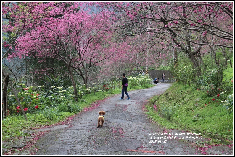 玉山神學院櫻花-2018-01-52.jpg