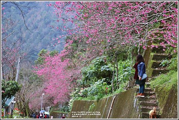 玉山神學院櫻花-2018-01-53.jpg