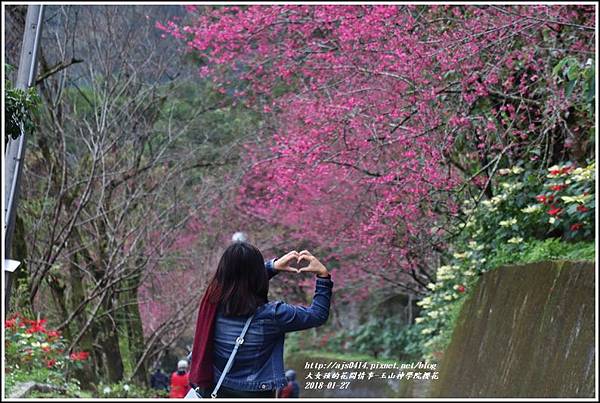 玉山神學院櫻花-2018-01-57.jpg