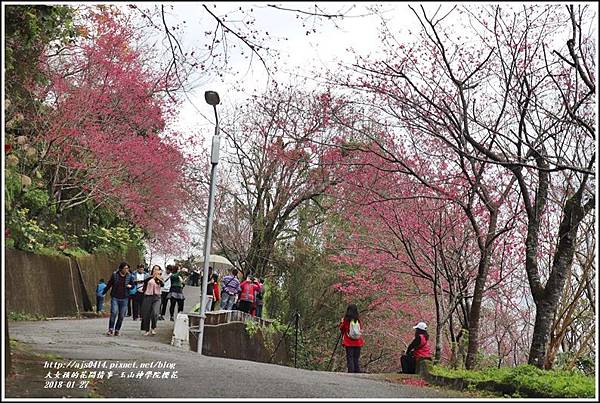 玉山神學院櫻花-2018-01-63.jpg