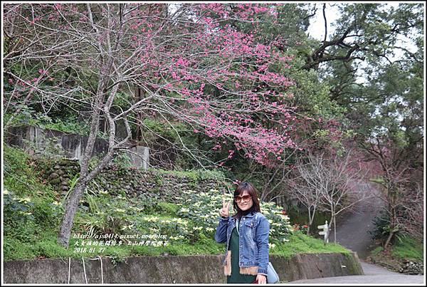 玉山神學院櫻花-2018-01-64.jpg