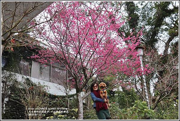 玉山神學院櫻花-2018-01-72.jpg