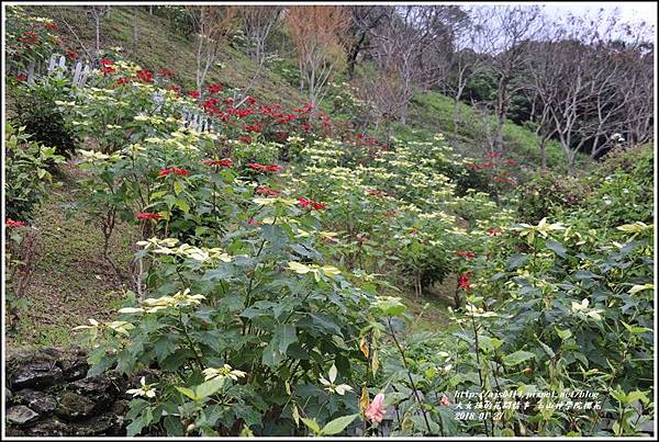 玉山神學院櫻花-2018-01-75.jpg