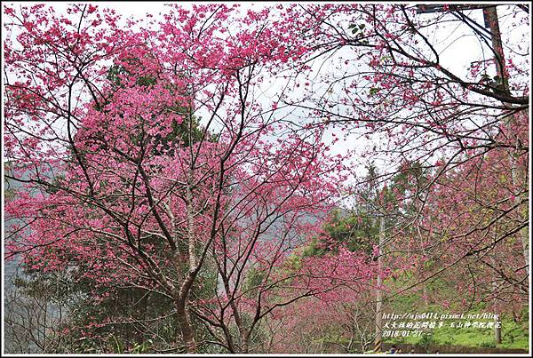 玉山神學院櫻花-2018-01-78.jpg