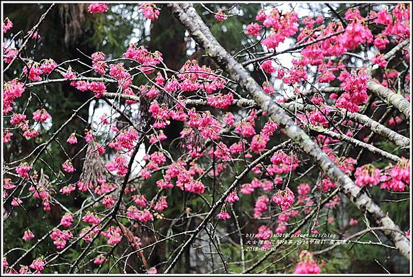 台14甲線(仁愛高農)-2018-01-08.jpg