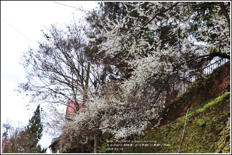 台14甲線(仁愛鄉公所)-2018-01-09.jpg