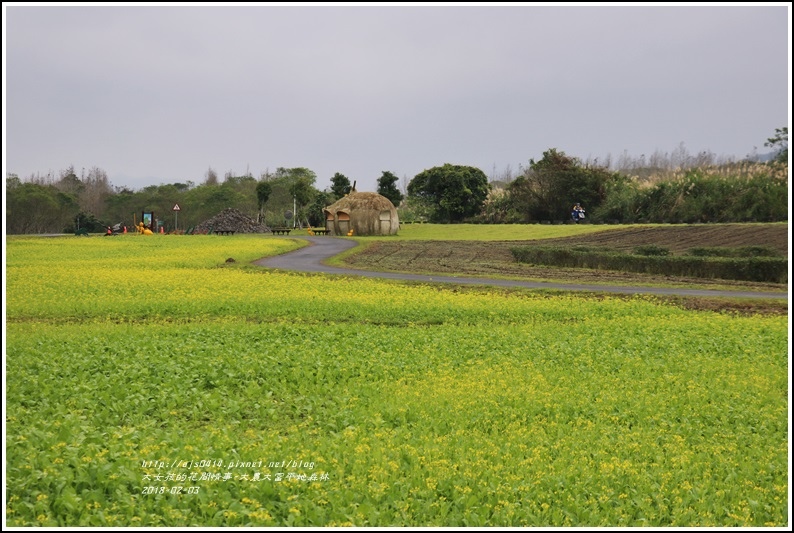 大農大富平地森林主題花海-2018-02-03.jpg