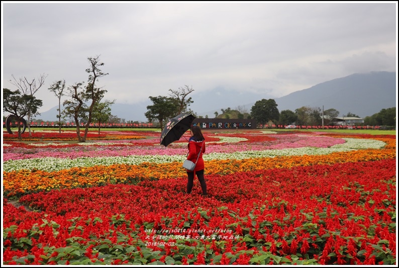 大農大富平地森林主題花海-2018-02-06.jpg