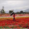 大農大富平地森林主題花海-2018-02-06.jpg