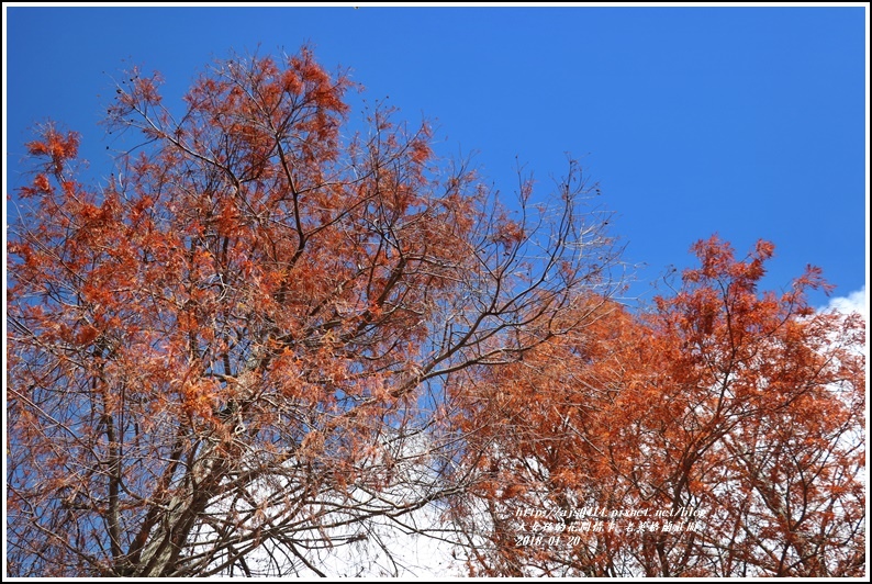 清境老英格蘭莊園-2018-01-09.jpg