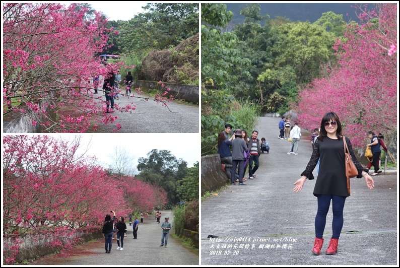 樹湖櫻花-2018-02-01.jpg