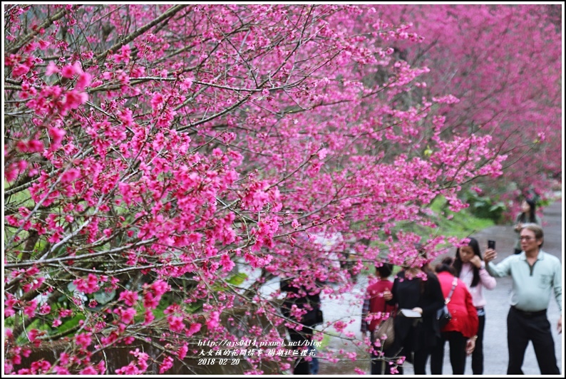 樹湖櫻花-2018-02-02.jpg