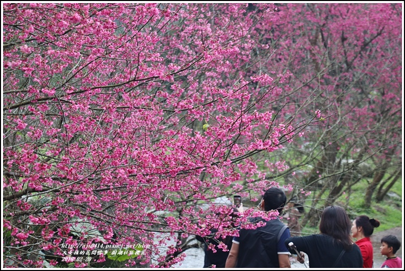 樹湖櫻花-2018-02-04.jpg