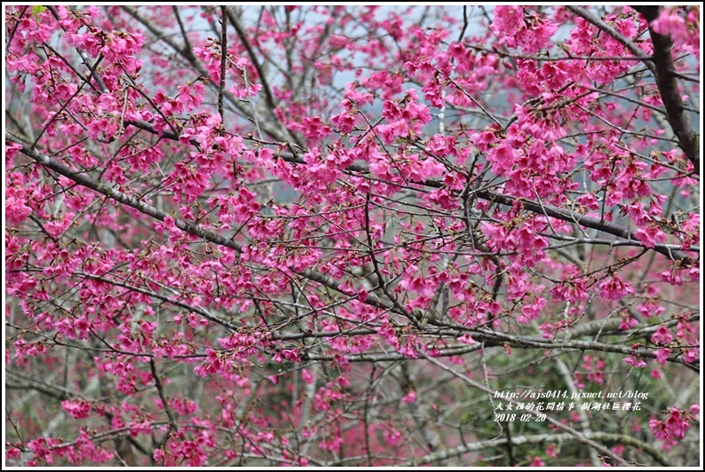 樹湖櫻花-2018-02-06.jpg