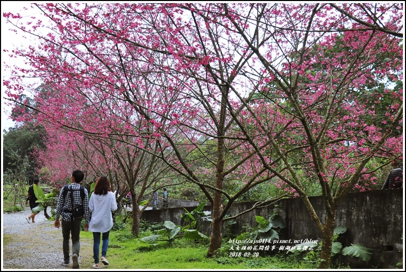 樹湖櫻花-2018-02-08.jpg