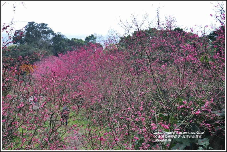 樹湖櫻花-2018-02-09.jpg