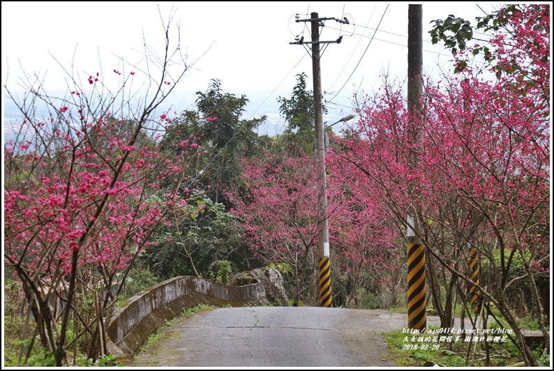 樹湖櫻花-2018-02-16.jpg