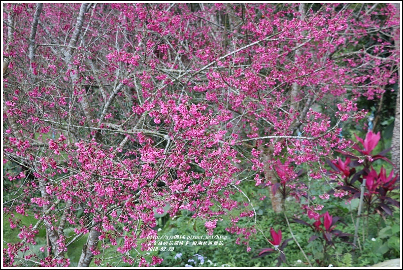 樹湖櫻花-2018-02-18.jpg