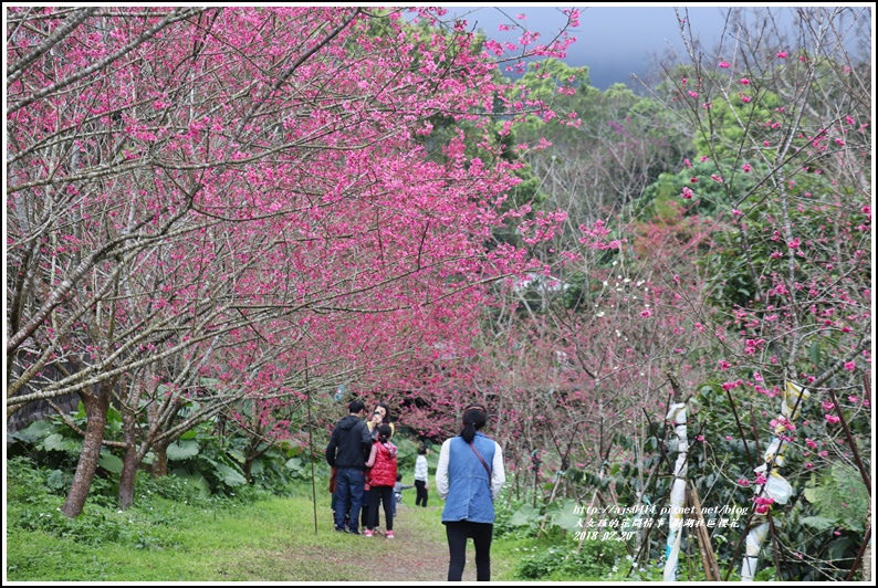 樹湖櫻花-2018-02-20.jpg