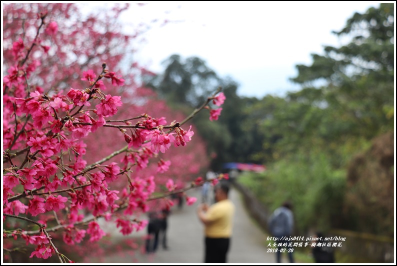 樹湖櫻花-2018-02-23.jpg