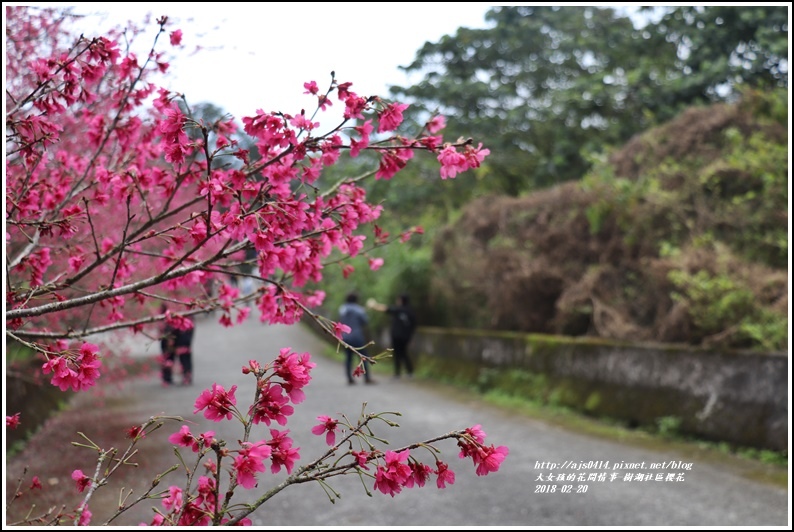 樹湖櫻花-2018-02-24.jpg