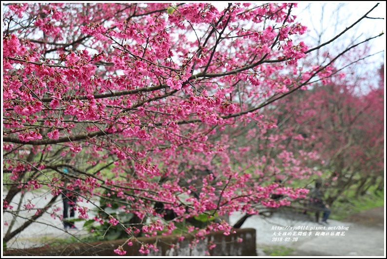 樹湖櫻花-2018-02-25.jpg