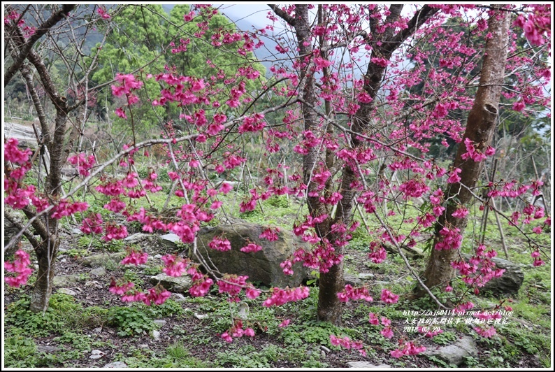 樹湖櫻花-2018-02-27.jpg