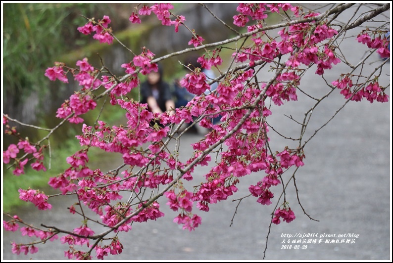 樹湖櫻花-2018-02-29.jpg