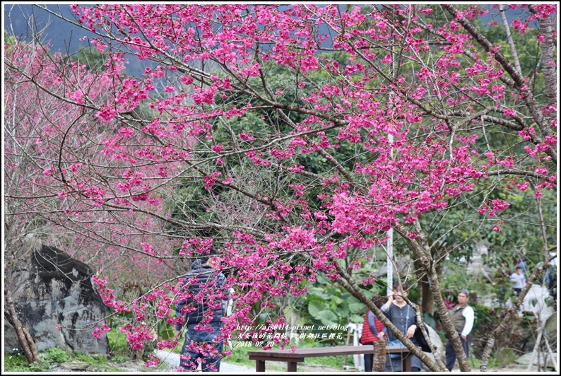 樹湖櫻花-2018-02-31.jpg