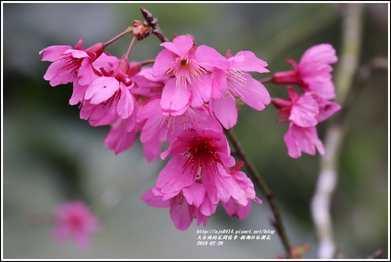 樹湖櫻花-2018-02-32.jpg