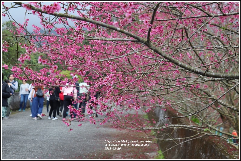 樹湖櫻花-2018-02-35.jpg