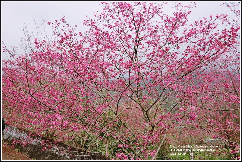 樹湖櫻花-2018-02-36.jpg