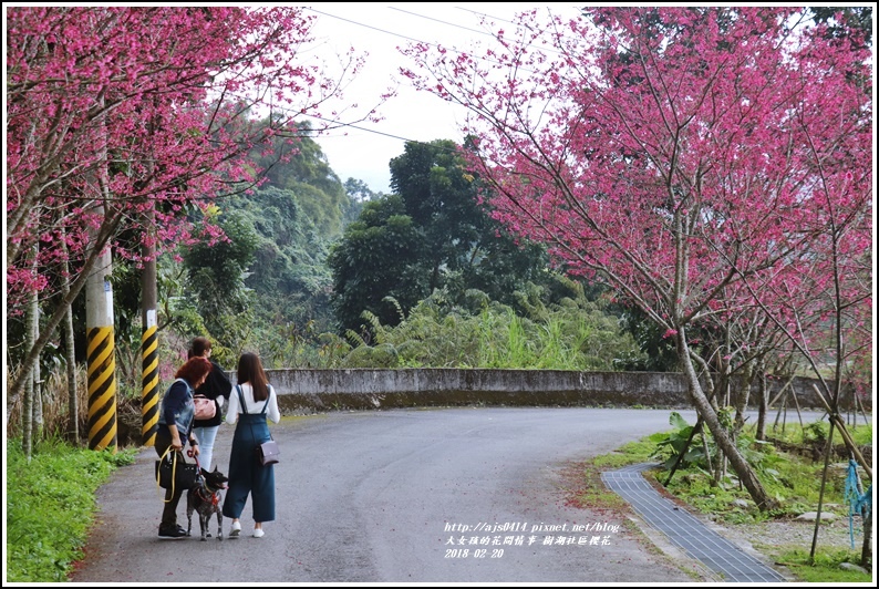 樹湖櫻花-2018-02-38.jpg