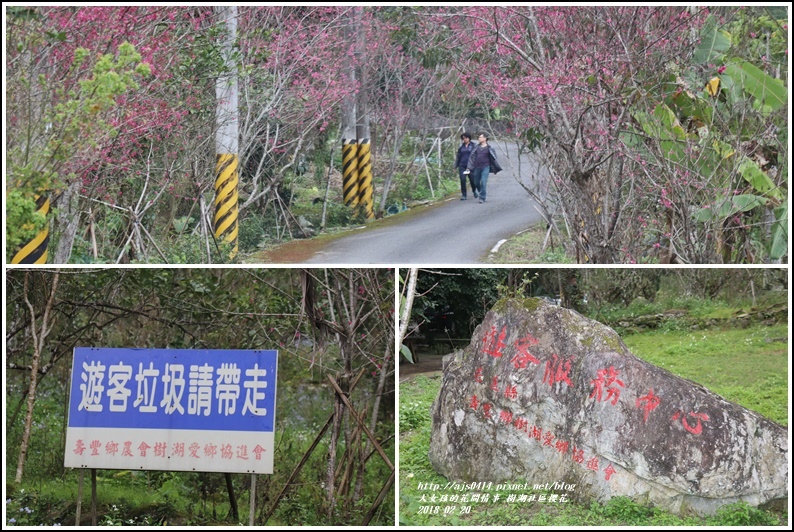 樹湖櫻花-2018-02-41.jpg