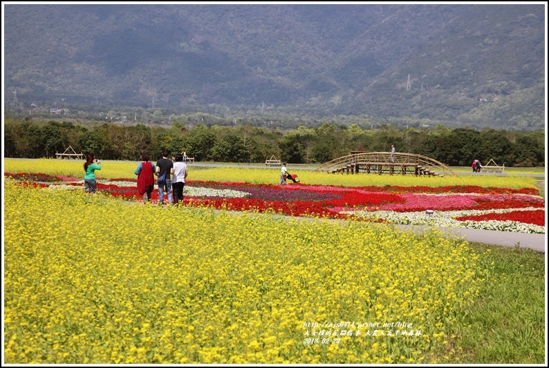 大農大富平地森林油菜花-2018-02-05.jpg