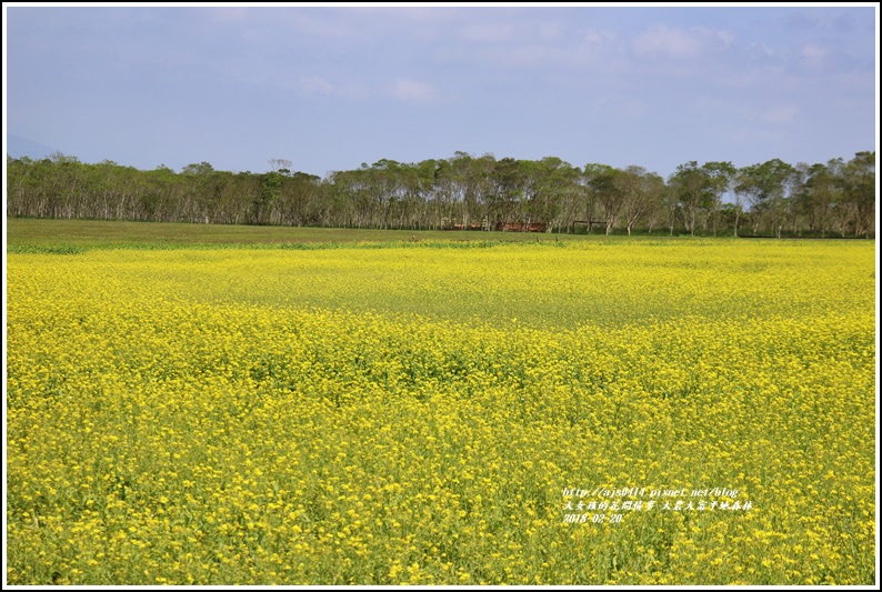 大農大富平地森林油菜花-2018-02-11.jpg